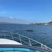 Marvellous sight of a minke whale near Gourock