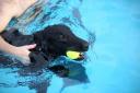 Dog swims at Gourock Pool 2019