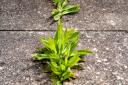 A gardening expert has shared how homeowners can use things like vinegar and boiling water to get rid of weeds permanently