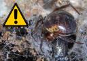 False Widows have long been established in the UK with first recorded siting in the UK coming in the 1870s