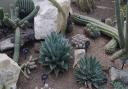 Garden Guru: Cacti and succulents advice at Cardwell Garden Centre