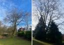 Two dozen trees to be cut back in Quarriers Village