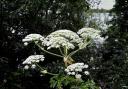 Everything you need to know about Giant Hogweed - how to treat Giant Hogweed burns, is Giant Hogweed dangerous, and how to spot it