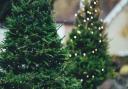 Locals told how to recycle their natural Christmas trees in Inverclyde