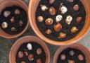 Garden Guru: It's time to start thinking about planting spring bulbs