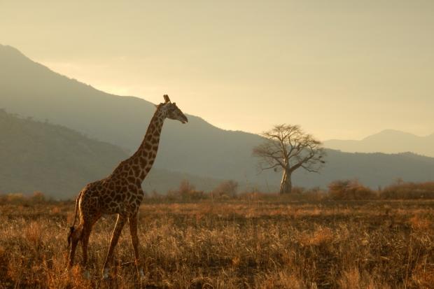 Greenock Telegraph: A giraffe walking through the plains. Credit: Canva