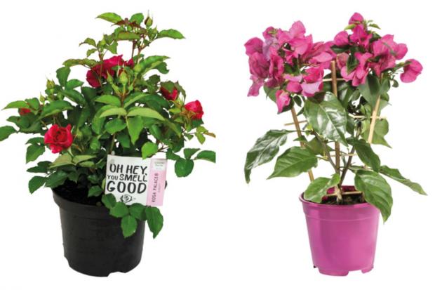 Greenock Telegraph: (left) Garden Rose and (right) Bougainvillea (Lidl/Canva)