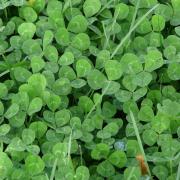 St Patrick's Day might bring you extra luck this year and you could find a four-leaf clover following these 7 tips