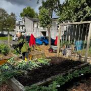 Volunteers planting at Inverclyde Shed
