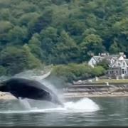 STUNNING footage of a humpback whale leaping out of the River Clyde was captured last weekend. 