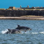 Whales, dolphins and seals can be seen all across Scotland