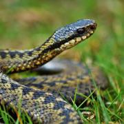 What you should do if you or your dog is bitten by an adder in the UK