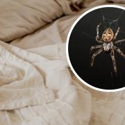 Avoiding eating in bed can help prevent spiders being attracted to it
