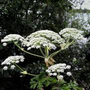 Giant Hogweed can cause massive blisters and ulcers if it touches skin