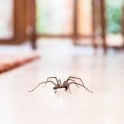 Experts have revealed the best ways to keep spiders out of your home