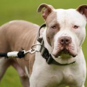 The Scottish SPCA has issued new guidance on American XL Bullies