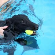 Dog swims at Gourock Pool 2019