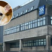 Christine McGhee threw her pet chihuahua against a wall and assaulted a police officer