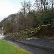 Fallen tree blocks Greenock street after collapsing amid poor weather