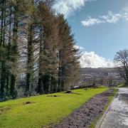 A team from Iverclyde Council will be removing infected trees from Greenock crematorium in March
