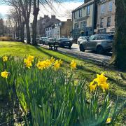 Daffodils in Gourock