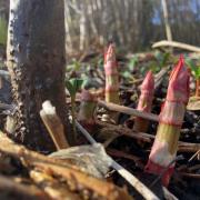 Japanese knotweed in it's early growth stage