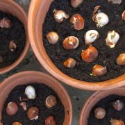 Garden Guru: It's time to start thinking about planting spring bulbs