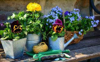 Potted flowers in the garden. Credit: Canva