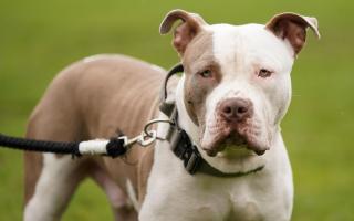 The Scottish SPCA has issued new guidance on American XL Bullies