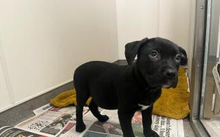 SPCA appeal for information after puppy found in Port Glasgow.
