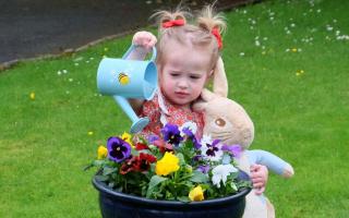 Toddler Anne McGhee getting ready for Cardwell Garden Centre’s National Children’s Garden Week activities